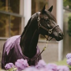 Kentucky Horsewear Kentucky Turnout All Weather 160g Violett -TRUS Pferd Geschaft kentucky bw4a5217 wiederhergestellt.f50817