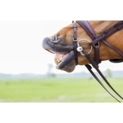 Trust Eggbut Inno Sense Port -TRUS Pferd Geschaft trust 864a2072.b639c1