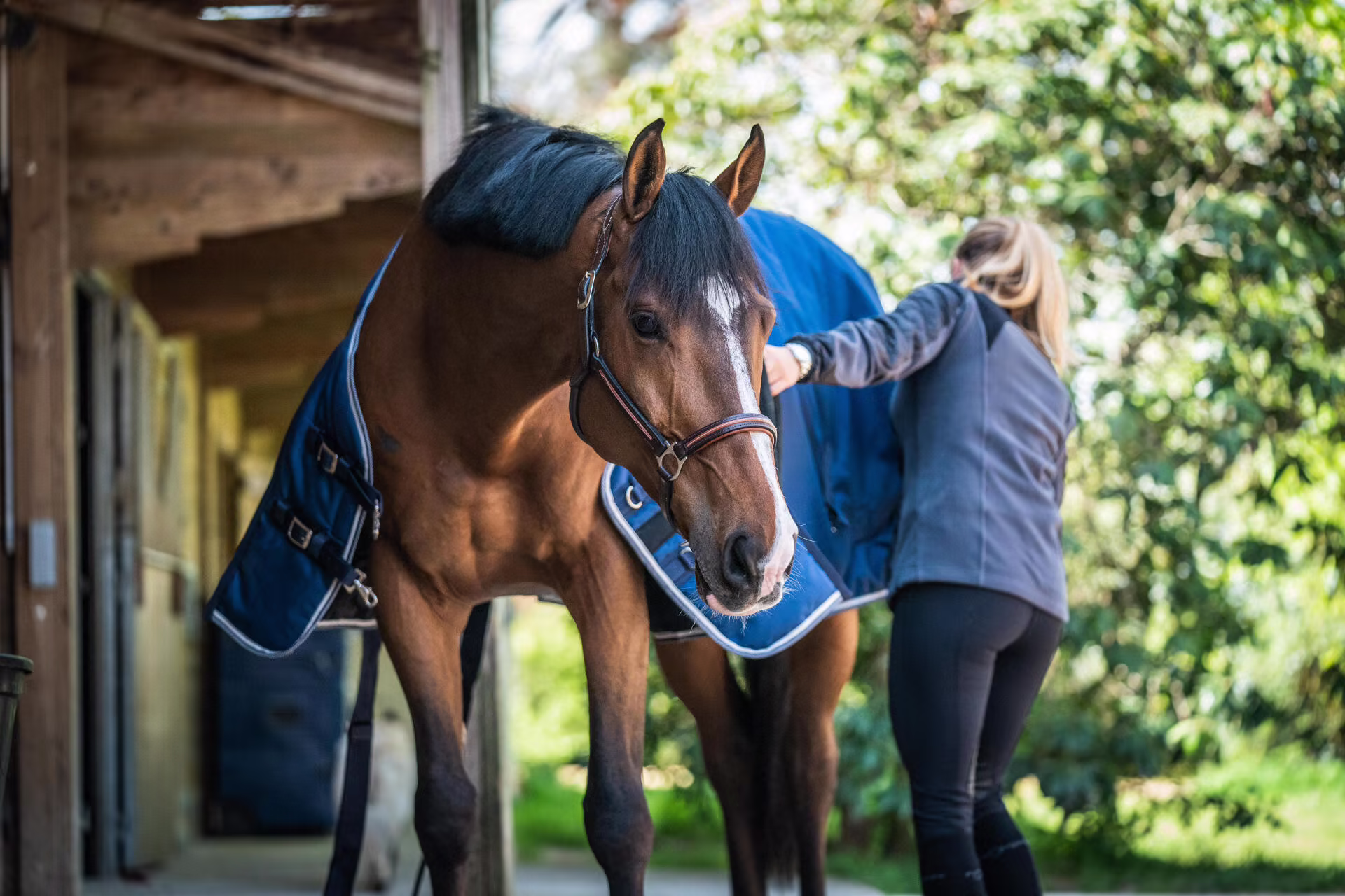 TRUS Pferd Geschaft 1 TRUS Pferd Geschaft -TRUS Pferd Geschaft Stalldecke